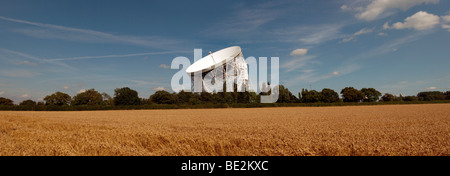 Jodrell Bank radio telescopio e campo di grano, Cheshire, Inghilterra, Regno Unito Foto Stock