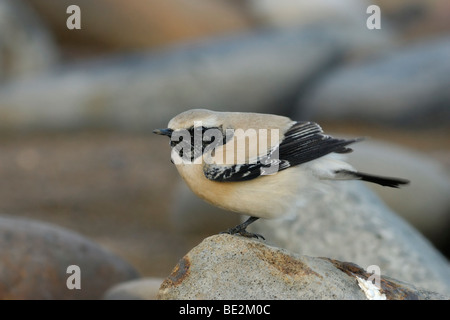 Deserto culbianco (Oenanthe deserti), maschio Foto Stock