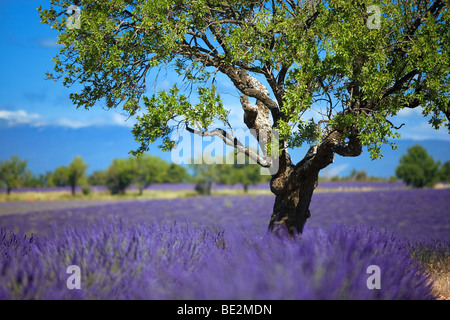 Campo di lavanda di Valensole, Provenza, FRANCIA Foto Stock