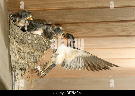 Barn Swallow a nido Foto Stock