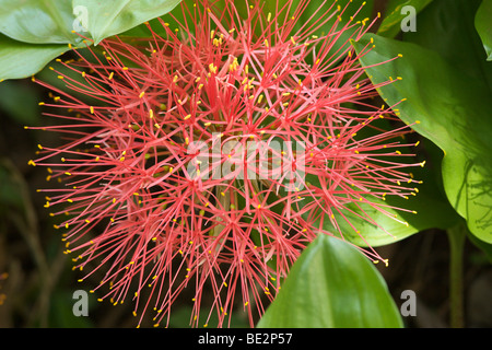 La palla di fuoco Lily (Scadoxus multiflorus), Tanzania Africa Foto Stock