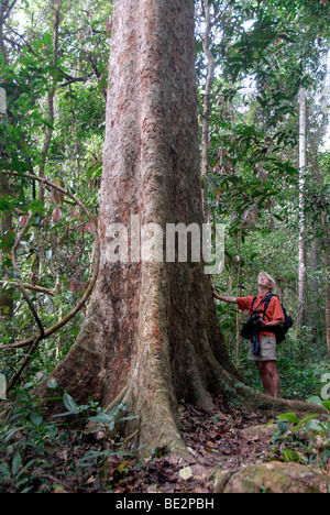 Albero Gigante, uomo in piedi di fronte all'albero nella giungla, possente tronco e radici, Nam Lan Area di Conservazione, Boun Tai distri Foto Stock