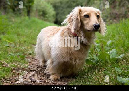 Fawn colorati dai capelli lunghi Daschund passeggiate in campagna Foto Stock