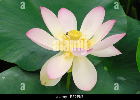 Ape su un loto (Nelumbo) fiore Foto Stock