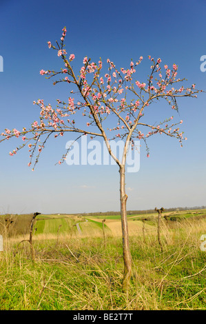 Giovani fioritura Peach Tree (Prunus persica), Weinviertel, vino trimestre, Austria Inferiore, Austria, Europa Foto Stock