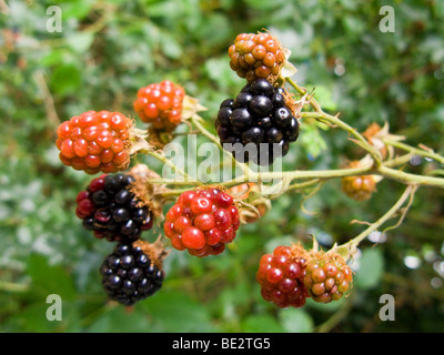 Blackberry frutta. (48) Foto Stock