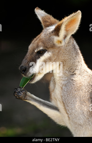 Swamp Wallaby, (Wallabia bicolor), mangiare le foglie, Queensland, Australia Foto Stock