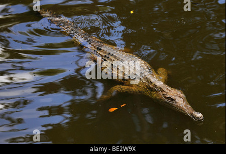 Australian coccodrillo di acqua dolce, (Crocodylus johnsoni), il Territorio del Nord Australia Foto Stock
