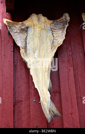 Stoccafisso, Henningsvaer, Lofoten, Norvegia, Scandinavia, Europa Foto Stock