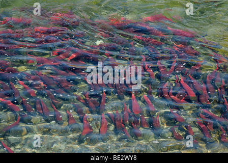 Il Salmone Sockeye, Oncorhynchus nerka, deponendo le uova Alaska Foto Stock