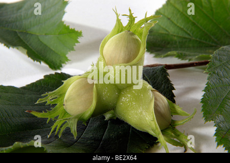 Comune di nocciolo (Corylus avellana) ramo con dadi immaturo Foto Stock