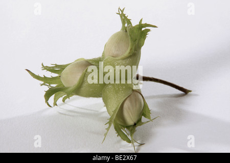 Comune immaturo Nocciole (Corylus avellana) Foto Stock