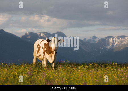 Mucca sul Walder Alm pascoli di montagna, Tirolo del nord, Austria, Europa Foto Stock