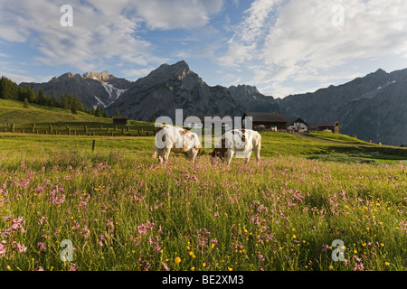 Vacche sulla Walder Alm pascoli di montagna, Tirolo del nord, Austria, Europa Foto Stock