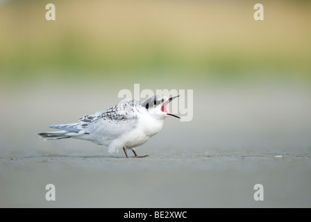 Con facciata bianca Tern (sterna striata) (Maori - Tara) capretti chiamando per cibo, Christchurch Nuova Zelanda 01/2009 Foto Stock