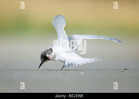 Con facciata bianca Tern (sterna striata) (Maori - Tara) capretti preening, Christchurch Nuova Zelanda 01/2009 Foto Stock