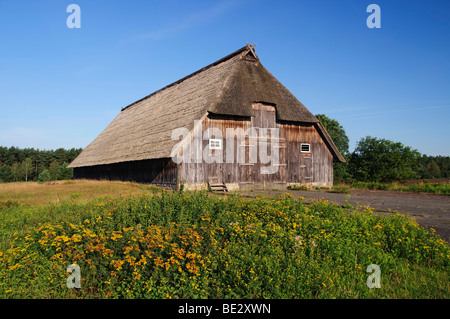 Pecore storico fienile vicino a Wesel in Lueneburg Heath, Lueneburg Heath Nature Park, Bassa Sassonia, Germania, Europa Foto Stock