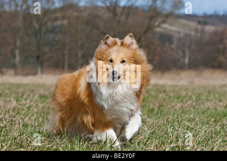 Sheepdog Shetland, Sheltie, in esecuzione sul prato Foto Stock