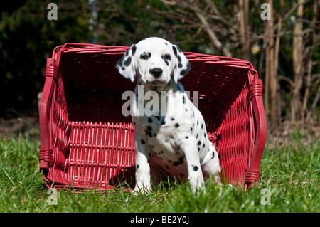 Cucciolo dalmata seduto davanti a un cesto di vimini Foto Stock