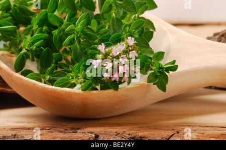 Origano con fiori Foto Stock