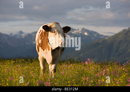 Mucca sul Walder Alm pascoli di montagna, Tirolo del nord, Austria, Europa Foto Stock