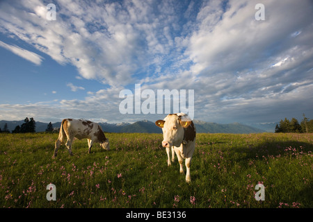 Vacche sulla Walder Alm pascoli di montagna, Tirolo del nord, Austria, Europa Foto Stock