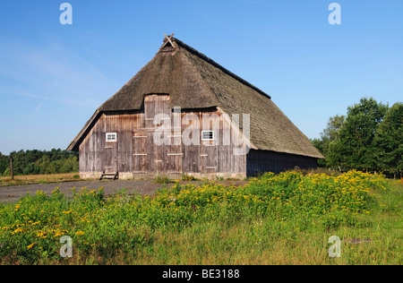 Pecore storico fienile vicino a Wesel in Lueneburg Heath, Lueneburg Heath Nature Park, Bassa Sassonia, Germania, Europa Foto Stock