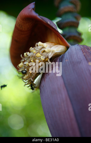 Piantagione di banane in Brasile. Le banane sono il principale prodotto di esportazione. Foto Stock