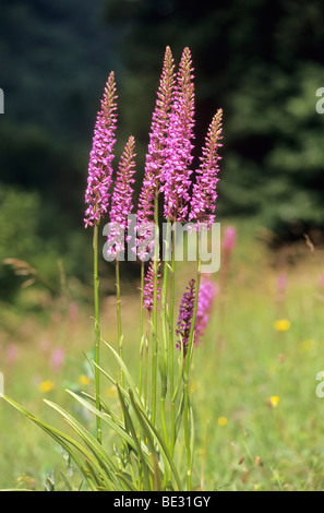 Fragranti orchidea (Gymnadenia conopsea) Foto Stock