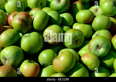 Bramley mele nelle caselle dopo la mietitura Foto Stock