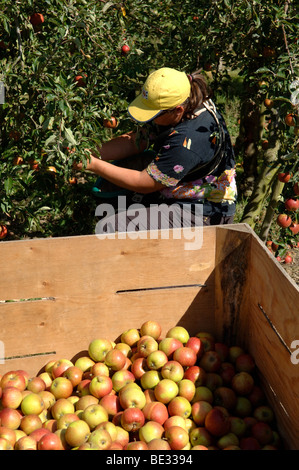 Est europeo dei lavoratori inglese raccolta Cox le mele nel frutteto Kent England Foto Stock