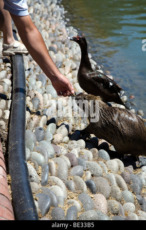 Zoo visitatore alimentazione manuale a coypu, Zoo di Buenos Aires Foto Stock