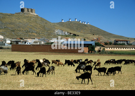Armento di capra di fronte a Don Chisciotte mulini a vento, Consuegra, Castilla-La Mancha, in Spagna, Europa Foto Stock