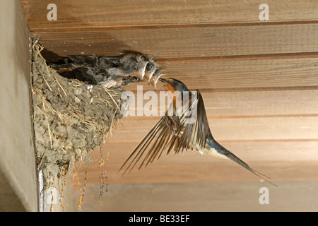 Barn Swallow a nido Foto Stock