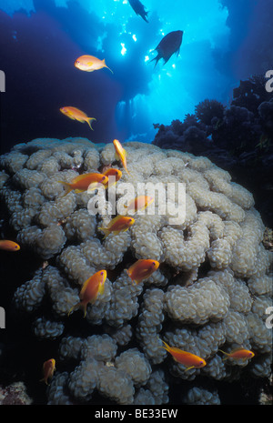 Bolla Corallo e Anthias, Plerogyra sinuosa, Pseudanthias squamipinnis, Ras Mohammed, Sinai, Mar Rosso, Egitto Foto Stock