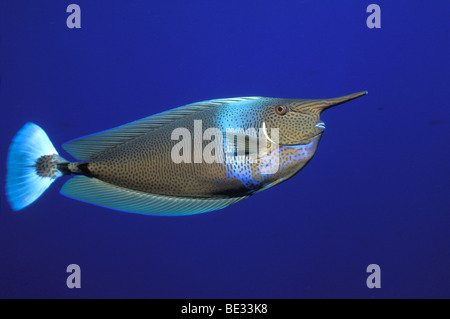Spotted Unicornfish, Naso brevirostris, Ras Mohammed, Sinai, Mar Rosso, Egitto Foto Stock