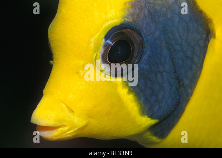 Butterflyfish mascherato, Chaetodon semilavatus, Nuweiba, Sinai, Mar Rosso, Egitto Foto Stock