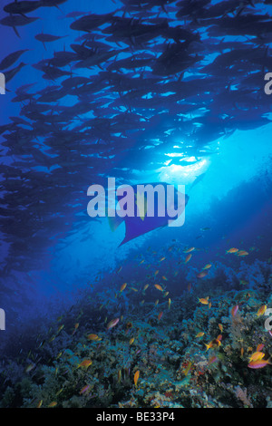 Secca del Reef Red Snapper e Luna Angelfisch, Lutjanus bohar, Pomacanthus maculosus, Ras Mohammed, Sinai, Mar Rosso, Egitto Foto Stock