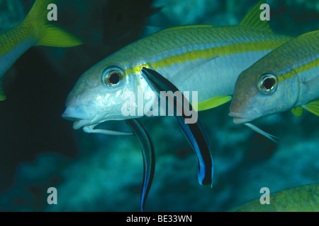 Tonno albacora Goatfish e Wrasse, Mulloidichthys vanicolensis, Labroides dimidiatus, Dahab, Sinai, Mar Rosso, Egitto Foto Stock
