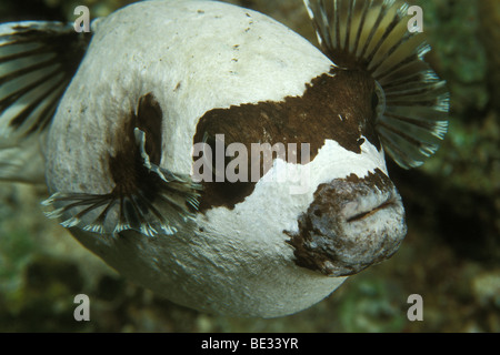 Puffer mascherato, Arothron diadematus, Sharm el Sheikh, Sinai, Mar Rosso, Egitto Foto Stock