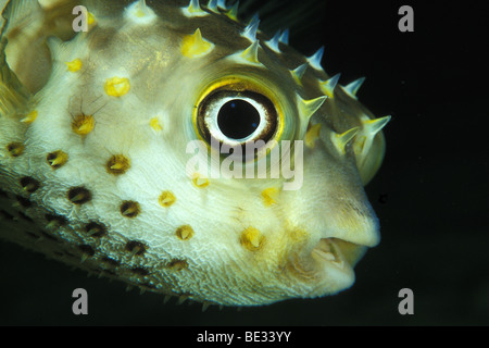 Yellowspotted Burrfish, Cyclichthys spilostylus, Sharm el Sheikh, Sinai, Mar Rosso, Egitto Foto Stock