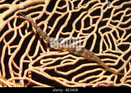 Schultz Pipefish sul mare fan, Corythoichthys schultzi, Dahab, Sinai, Mar Rosso, Egitto Foto Stock