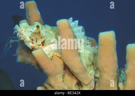 Tassled scorfani, Scorpaenopsis oxycephalus, Bunaken, Sulawesi, Indonesia Foto Stock