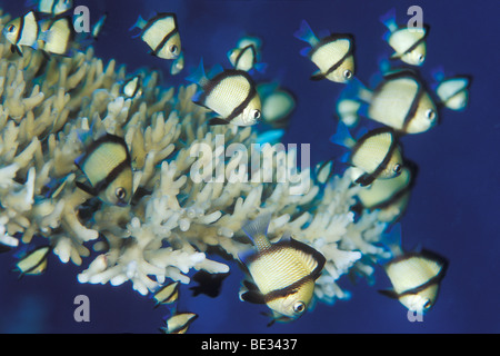 Dascyllus reticolato, Dascyllus reticulatus, Bunaken, Sulawesi, Indonesia Foto Stock