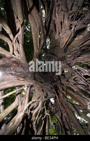 Strangler Fig Ficus sp Manu Perù visualizzare fino dead host albero interno aria a strangolo radici giungla tropicale foresta primaria Foto Stock