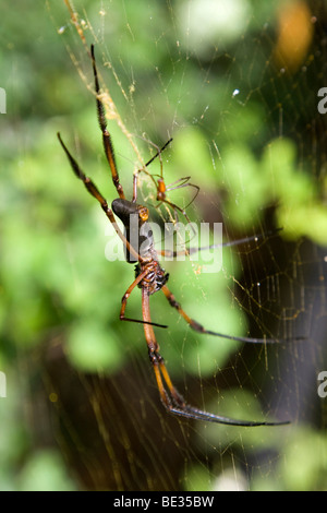 Viaggio in Seychelles Island '09 Foto Stock