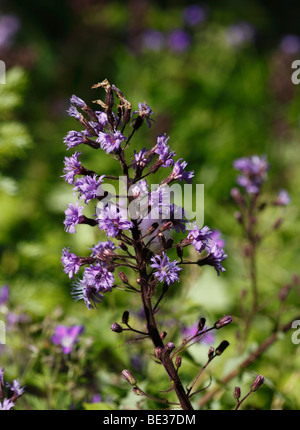 Alpine Blu-sow-thistle (Cicerbita alpina), Tirolo, Austria, Europa Foto Stock