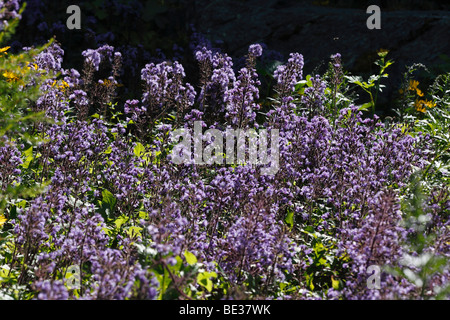 Alpine Blu-sow-thistle (Cicerbita alpina), Tirolo, Austria, Europa Foto Stock