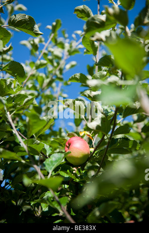 Apple nella struttura ad albero di Apple Foto Stock
