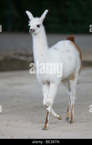 I giovani bianco e marrone di Llama - Lama glama Foto Stock